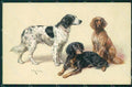 Reichert Hunting Dog MM 287 postcard cartolina QT7079 – fronte