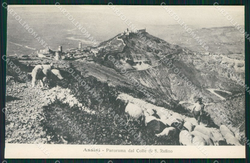 Perugia Assisi Gregge Pecore cartolina QZ3011 – fronte