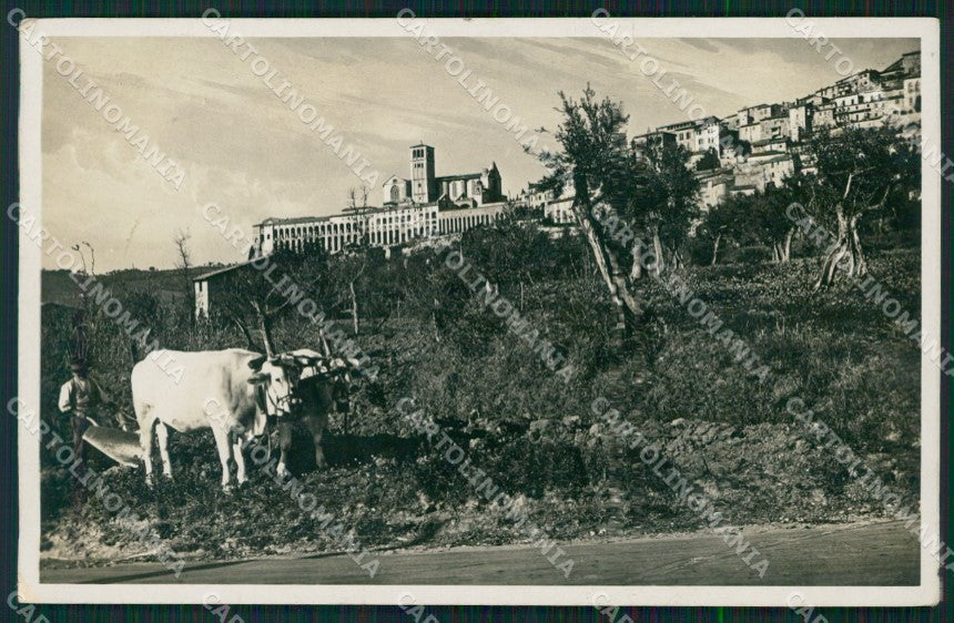 Perugia Assisi Carro Buoi Foto cartolina QZ3016 – fronte