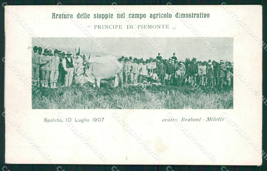 Perugia Spoleto Agricoltura cartolina QZ3199 – fronte