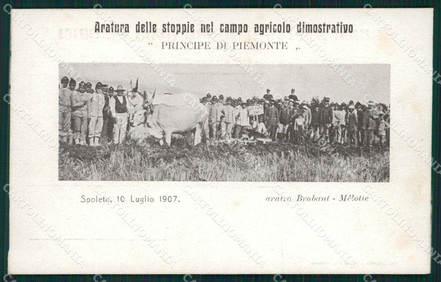 Perugia Spoleto Agricoltura cartolina QZ3200 – fronte