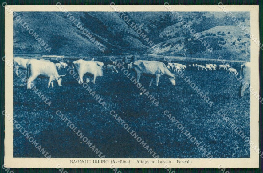 Avellino Bagnoli Irpino Altopiano Laceno cartolina QZ3299 – fronte