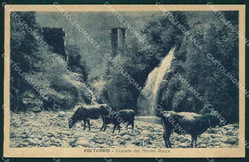Alessandria Voltaggio Mucche cartolina QZ6854 – fronte