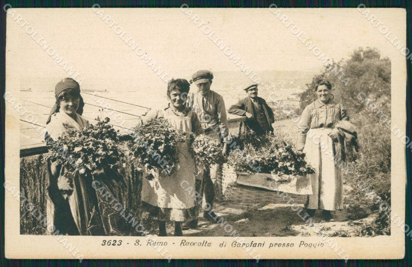 Imperia San Remo Poggio Raccolta Garofani PIEGHINA cartolina QZ7691 – fronte