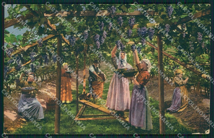 Bolzano Merano Costumi Vendemmia cartolina QZ8098 – fronte
