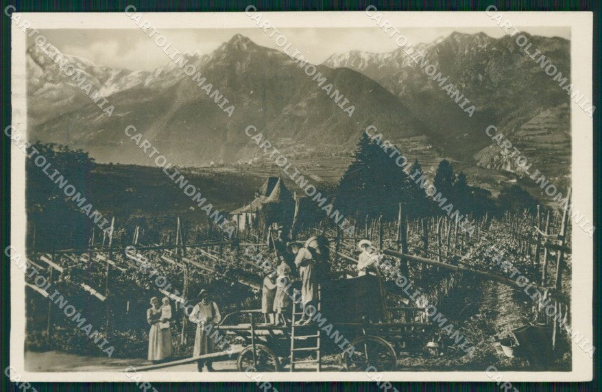 Bolzano Merano Costumi Vendemmia Foto cartolina QZ8102 – fronte