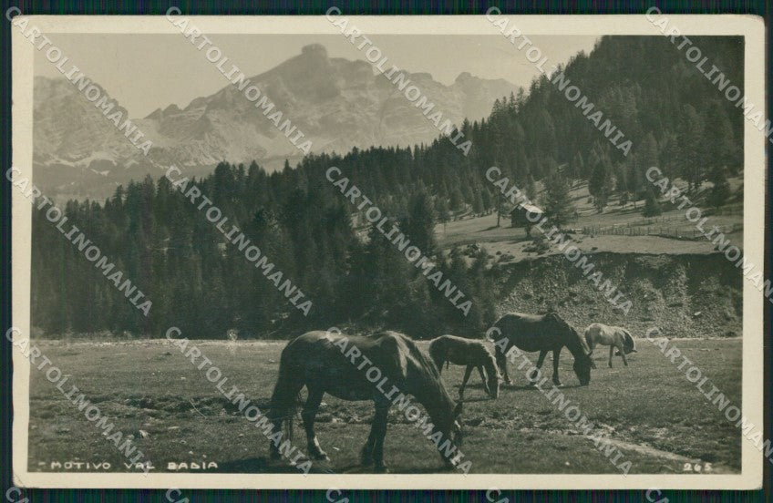 Bolzano Val Badia Cavalli PIEGHE Foto cartolina QZ8293 – fronte