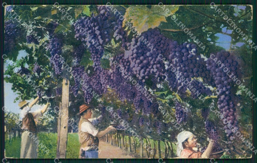 Bolzano Alto Adige Vendemmia Costumi PIEGHE ABRASA cartolina QZ8418 – fronte