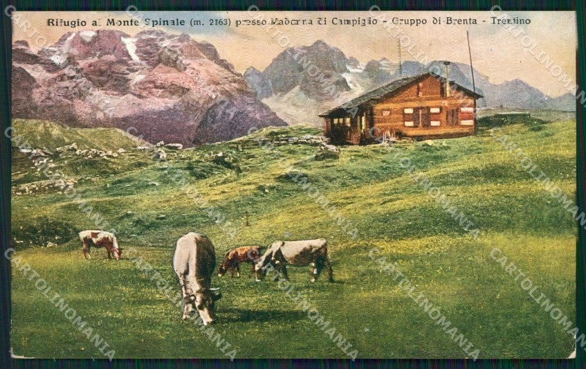 Trento Pinzolo Madonna di Campiglio Riugio Spinale Mucche cartolina QZ9597 – fronte