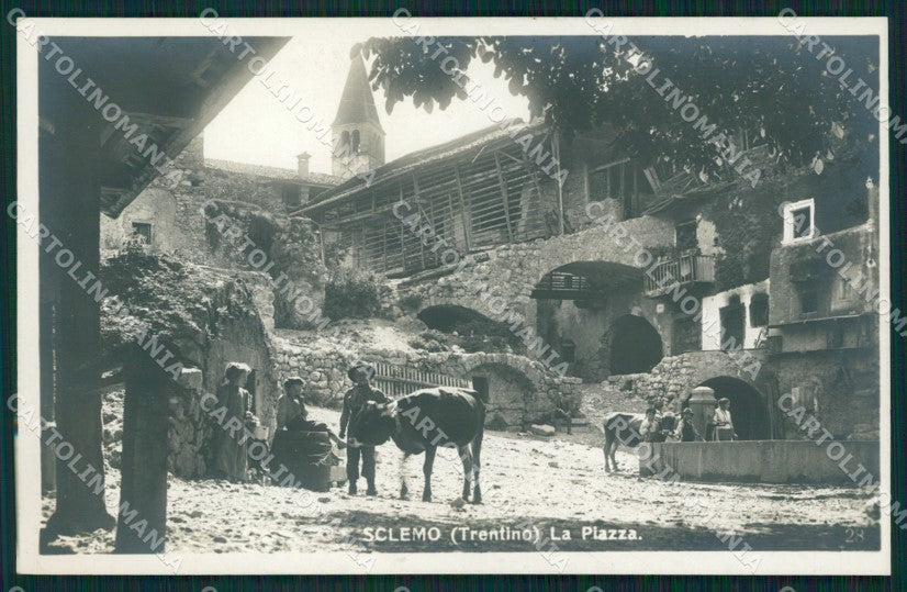 Trento Stenico Sclemo Mucche Foto cartolina QZ9707 – fronte
