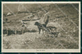 Trento WWI Cane da Traino Militari cartolina QZ9816 – fronte