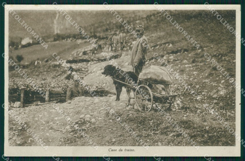 Trento WWI Cane da Traino Militari cartolina QZ9816 – fronte