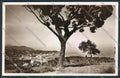Savona Albissola Foto cartolina RB2158 – fronte