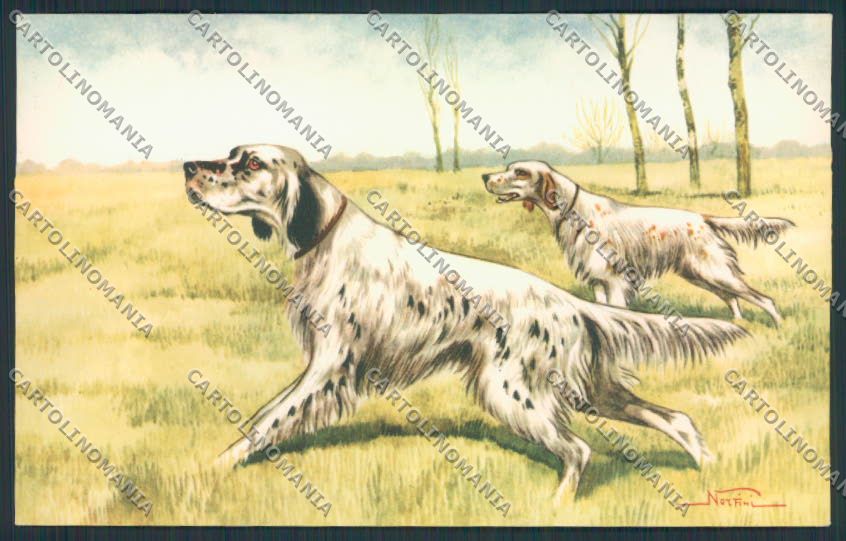 Setter dog Caccia Norfini postcard cartolina RB4387 – fronte
