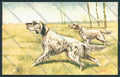 Setter dog Caccia Norfini postcard cartolina RB4387 – fronte