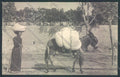 Savona Alassio Asino Donkey STRAPPO cartolina RB5101 – fronte