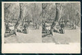 Trento Arco Piante di Olivo Stereoview cartolina RB5460 – fronte