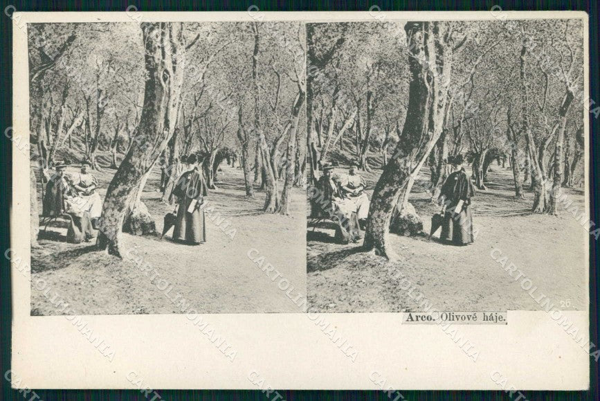 Trento Arco Piante di Olivo Stereoview cartolina RB5460 – fronte