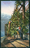 Brescia Isola di Garda Raccolta dei Limoni cartolina RB8139 – fronte