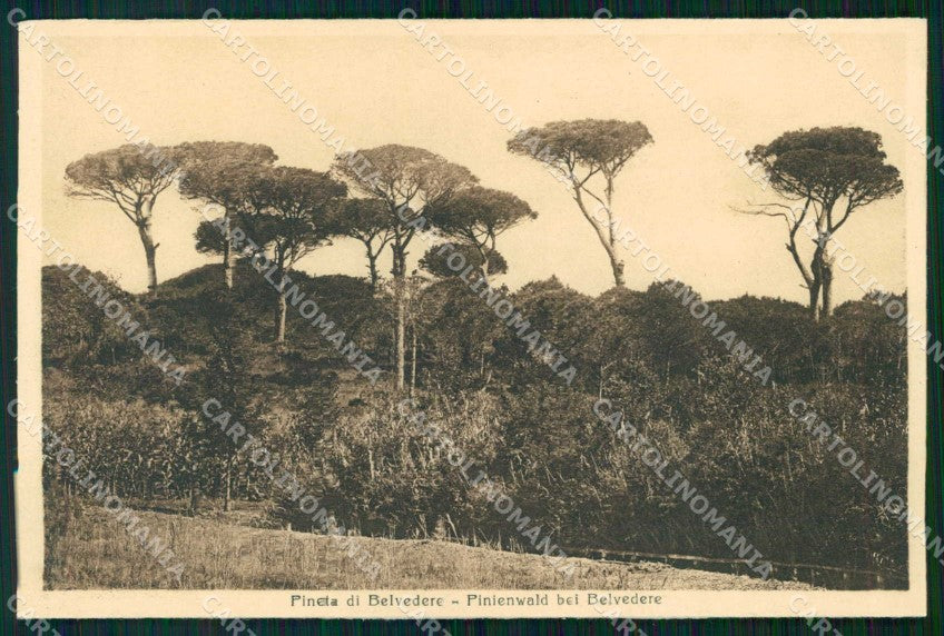Gorizia Grado Pineta di Belvedere Stengel 39711 cartolina RB8291 – fronte
