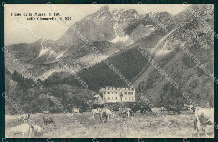 Torino Balme Piano della Mussa Ciamarella Mucche al Pascolo cartolina RT0273 – fronte