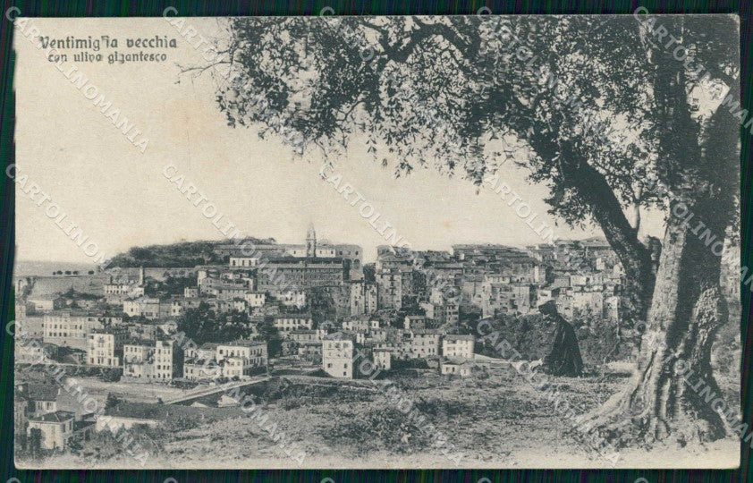 Imperia Ventimiglia Ulivo Gigantesco Brunner 16563 cartolina RT1910 – fronte