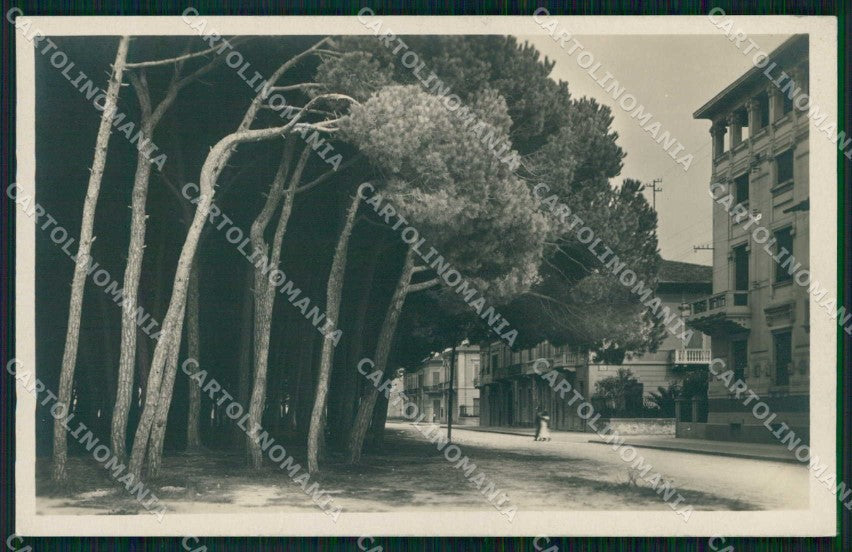 Lucca Viareggio Alberi Alterocca 60891 Foto cartolina RT2027 – fronte