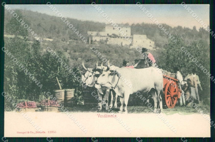 Firenze Costumi Vendemmia Stengel 12955 cartolina RT2113 – fronte
