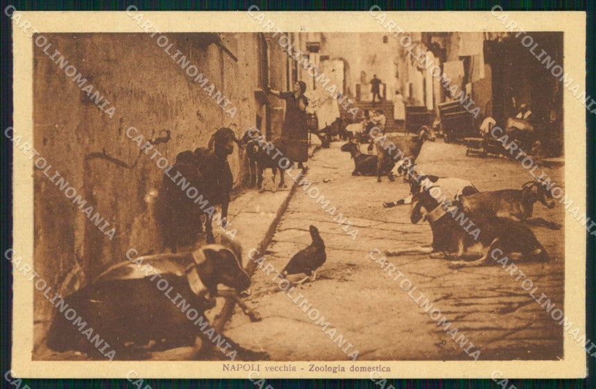 Napoli Città Zoologia Domestica cartolina RT2631 – fronte