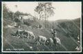 Cuneo Città Scena di Montagna Pecore Foto cartolina RT2823 – fronte