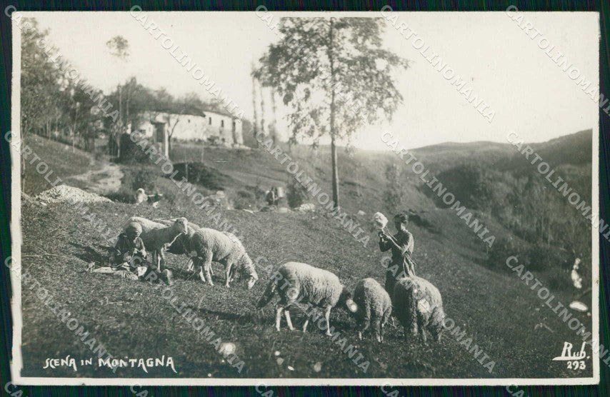 Cuneo Città Scena di Montagna Pecore Foto cartolina RT2823 – fronte