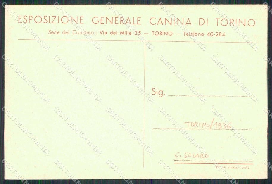 Torino Città Esposizione Canina Pekingese dog Pechinese FG cartolina RT4572 – retro