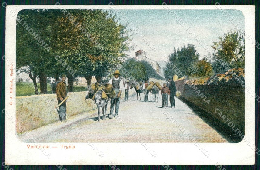 Croazia Croatia Spalato Split Mulattiera cartolina RT6905 – fronte