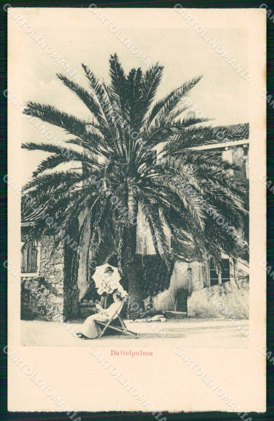 Croazia Croatia Lussinpiccolo Mali Losinj Palme Datteri cartolina RT7132 – fronte