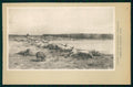 Artist Signed A. Von Pettenkofen Pigs Wien serie 48 postcard TC3404 – fronte