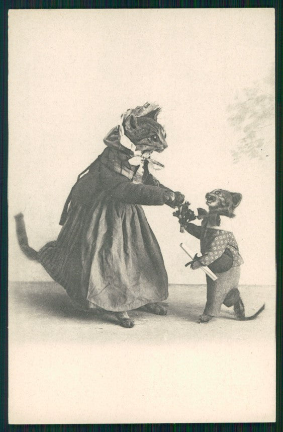 Gatto Dressed Cat Katze SBW postcard TC3441 – fronte