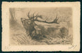 Artist Signed Deer CORNER CREASED postcard TC3467 – fronte