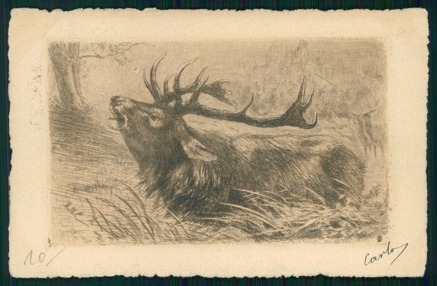 Artist Signed Deer CORNER CREASED postcard TC3467 – fronte