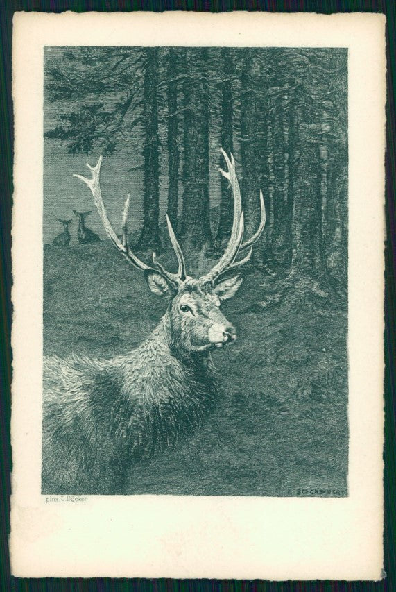 Artist Signed R. Schonbauer Deer postcard TC3470 – fronte