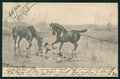 Viennoise Horse Dog M M Vienne 222 postcard TC4024 – fronte