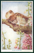 Artist Signed M F K Baby Birds Medici Society serie 8 cartolina TC6679 – fronte