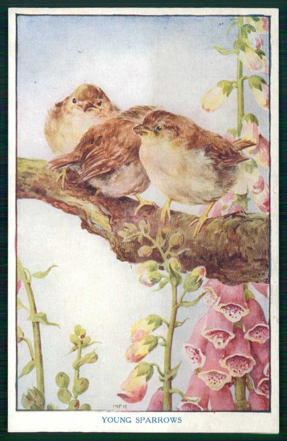 Artist Signed M F K Baby Birds Medici Society serie 8 cartolina TC6679 – fronte