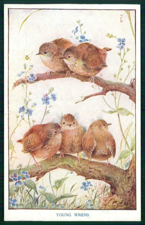 Artist Signed M F K Baby Birds Medici Society serie 8 cartolina TC6680 – fronte