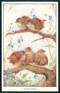 Artist Signed M F K Baby Birds Medici Society serie 8 cartolina TC6680 – fronte