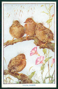 Artist Signed M F K Baby Birds Medici Society serie 8 cartolina TC6681 – fronte