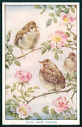 Artist Signed M F K Baby Birds Medici Society serie 8 cartolina TC6682 – fronte