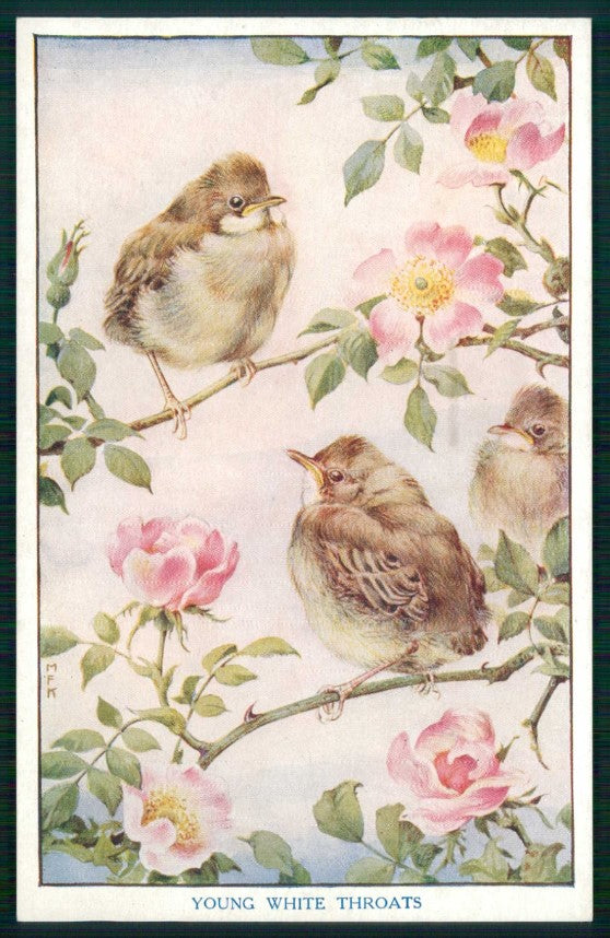 Artist Signed M F K Baby Birds Medici Society serie 8 cartolina TC6682 – fronte