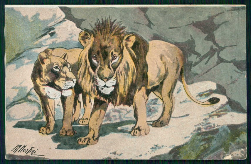 Artist Signed Norfini Leone Lion CORNER CREASED cartolina TC6683 – fronte