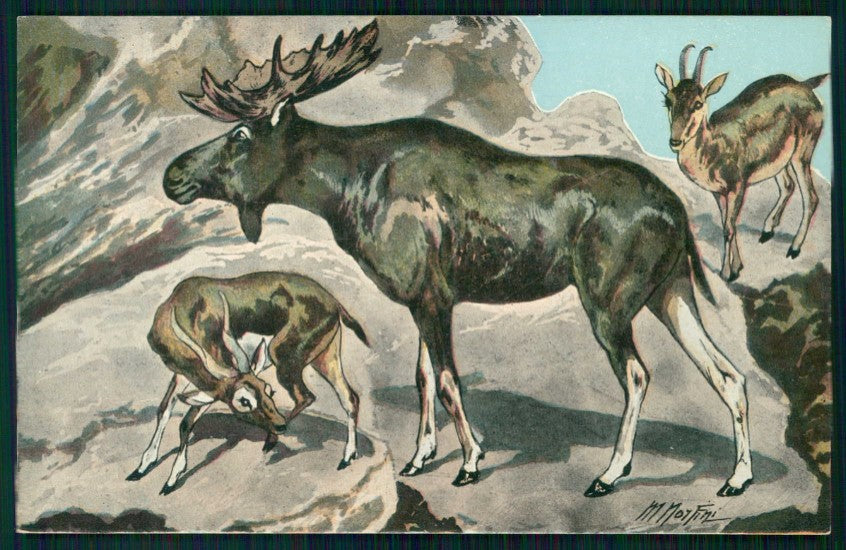 Artist Signed Norfini Alce serie 6072-3 cartolina TC6685 – fronte
