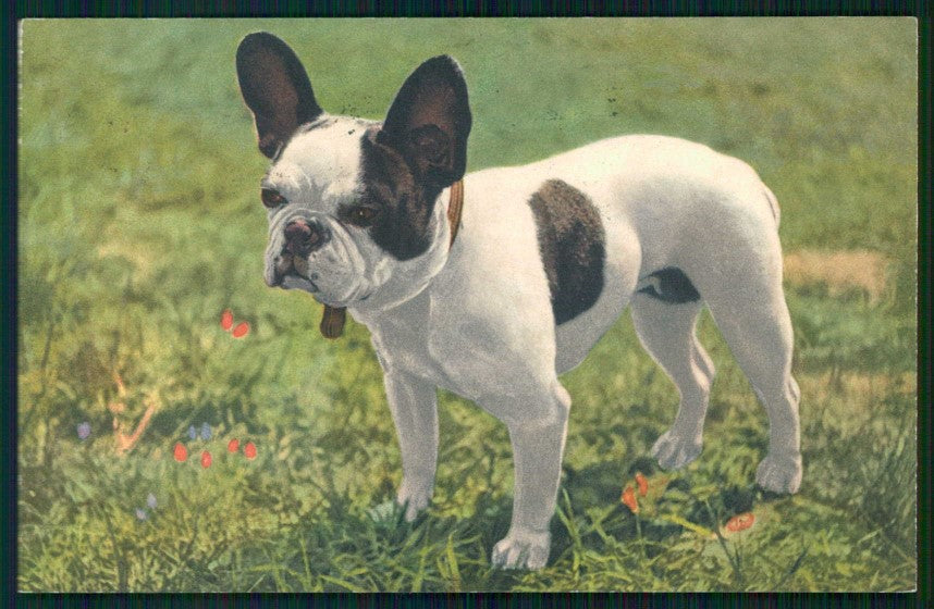 Bulldog Francese French Bulldog cane serie 62 cartolina TC6686 – fronte